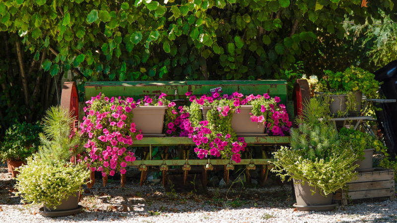 Dettaglio del giardino 